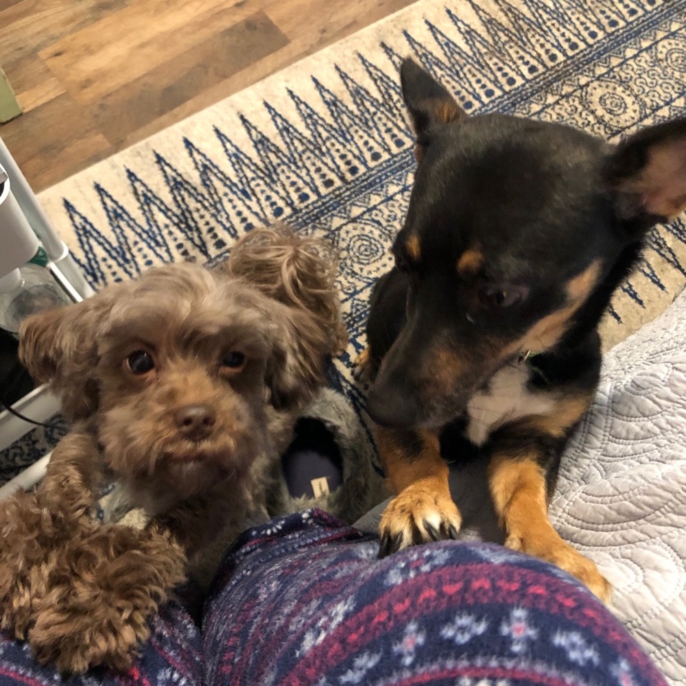 Family Pets - Picture 3 of 11